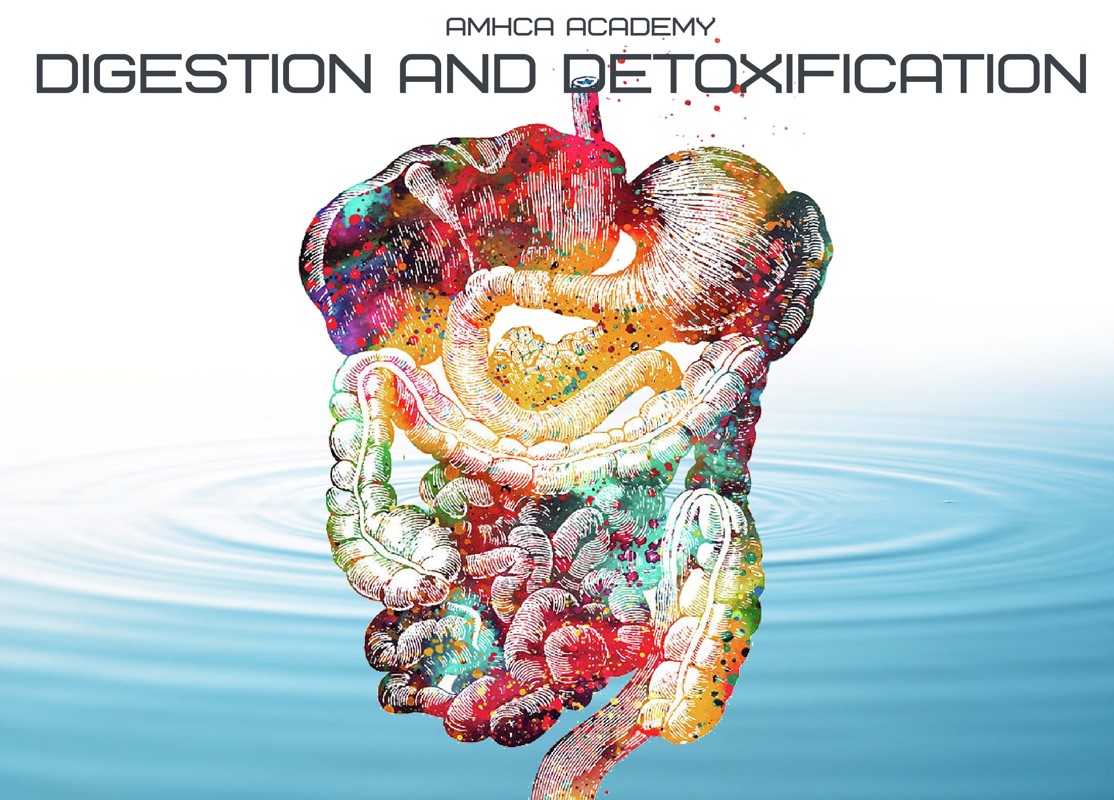 Digestion and Detoxification